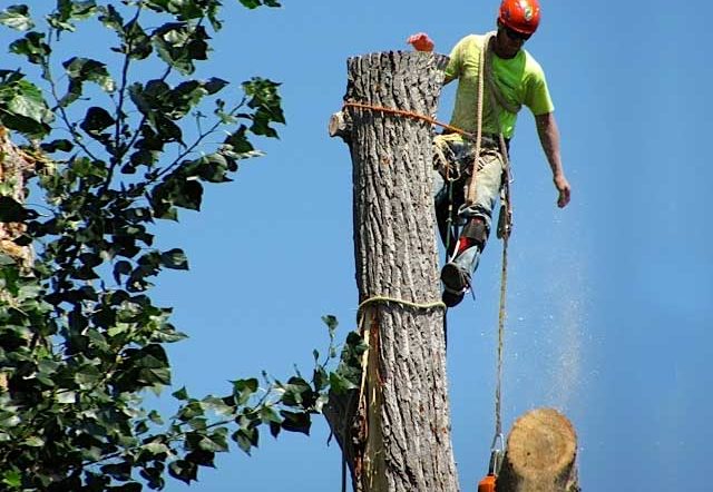 Removing tree stumps