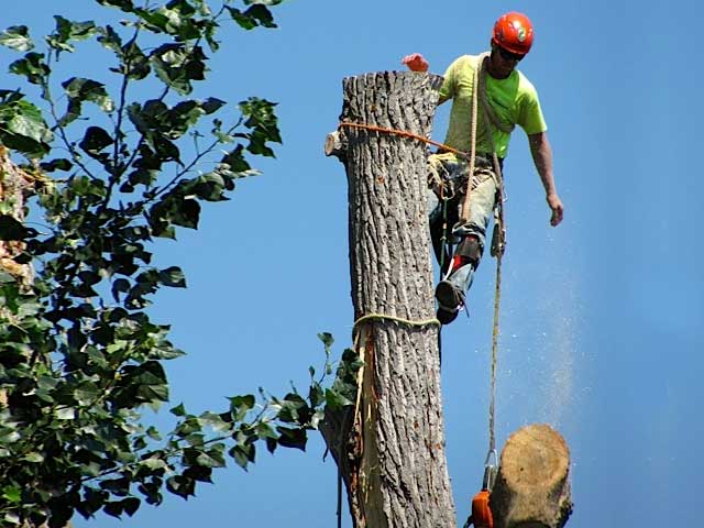 Removing tree stumps