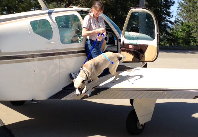 Flying With Your Pet